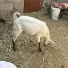 خبشه للبيع