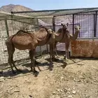 ابكار حمر 3