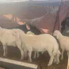 للبيع خرفان حريات