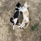 قطط للتبني سوا