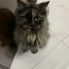 قطط
