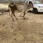 بقر بلدي