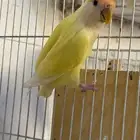 للبيع روز انثى ( منتجه ) ( تم البيع )