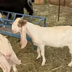 تيس مشروك مشروع فحل