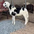 طلي نجدي (تم البيع)
