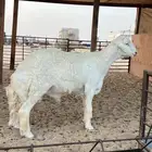 مشروع فحل حري