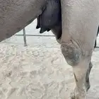 بكر عشرا ثنيه هديه معها بكره