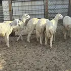 للبيع هرافا طيبه