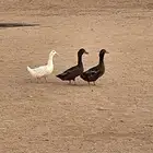 جوز بط بياض