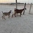 جفره والد