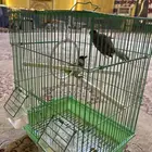 طيور مااعرف اسمهم  للبيع 180