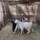 معزا مصرية صنف