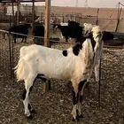 تيس هولندي فاخر