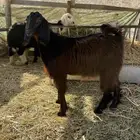جفرة ثلاجة فل شحم