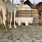 حشو قعدان للبيع