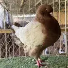 ذكر كنق ارجنت