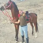 عسف الخيل وتدريبها