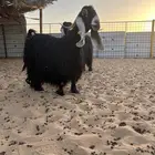 للبيع عنز عارضيه صنف