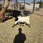 بغراه جذعه سمين فل الفل