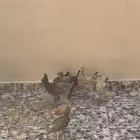 دجاج للبيع العمر شهر ونص