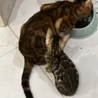 قطط بنغال للبيع مستويات قوية