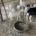 غنم وليدبيشه