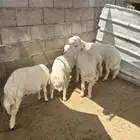 بهم كفو للبيع