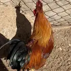 ديك بلدي قبعي