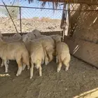 رخال طيبه