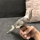 كروان هولاندي