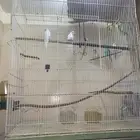 طيور بادحي