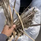 عسيب نخل مقطع