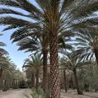 تمر برني للبيع
