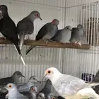 طيور يمام ماسي