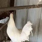 طقم حساوي اصيل