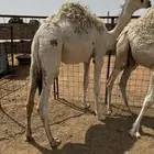 للبيع حشو قصب طايشات شحم