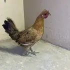 دجاج بلدي