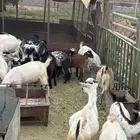 تيوس للبيع