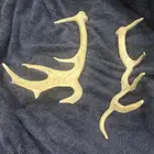 قرون غزال للبيع