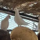 حمام بكستاني شتري عيون سود وشوي بيض