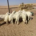 بهم حري خرفان