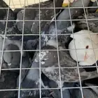 حمام سوادي بري