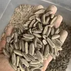 بذور البونسيانا الحمراء