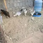 للبيع دجاج