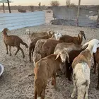 سواكن تربيه