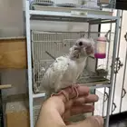 فرخين كروان تم البيع