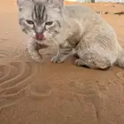 قط هملايا