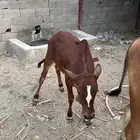 حسيل عمره 5شهور