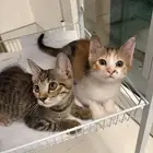 kittens for adoption