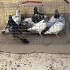 حمام للبيع